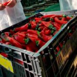 Extremadura pide la existencia de un periodo transitorio antes de la eliminación de los derechos de la nueva PAC