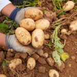 La patata murciana afronta su peor crisis: Cerró contratos a 0,42 €/kg y les está obligando a entregarla a pérdidas: 0,18 €/kg