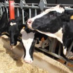 El vacuno de leche se planta ante los bajos precios en origen: “No aguantamos más, nos están ahogando”