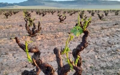 Las tormentas de pedrisco arrasan cosechas en viñedo y cereal en el Centro y Norte peninsular
