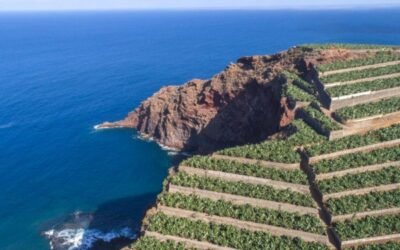 El Gobierno hace más accesible la constitución de OPFH en islas de Baleares y Canarias