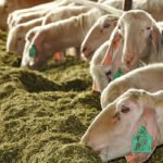 El proyecto Life Low Carbon Feed, que ha liderado La Unió y la UPV, opta a ser uno de los mejores de este año en la Unión Europea