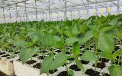 Geslive pone en marcha un sistema de trazabilidad de semillas hortícolas