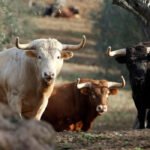 Los criadores del toros de lidia asumen unas pérdidas irreversibles por el daño generado por la pandemia