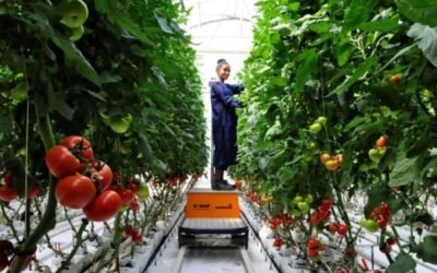 Llegan al mercado las primeras semillas hortícolas producidas por Basf en Etiopía