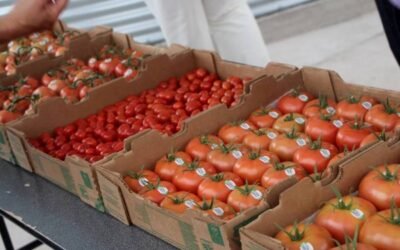 COPA-Cogeca pide a la CE que actúe ante la “dramática perturbación” del mercado hortofrutícola por el Acuerdo UE-Marruecos