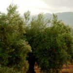 Mensaje claro a Europa y la PAC: «El olivar es una joya ecológica que debemos mimar al máximo. No podemos permitirnos perderlos»