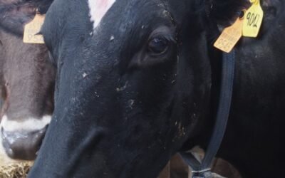 Hacia una ganadería más eficiente y sostenible en 2030