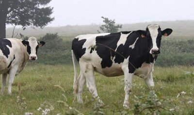 Los auditores europeos concluyen que la orientación de las ayudas a los productores de leche entre 2014 y 2016 fue inadecuada