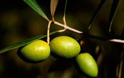 Un software predecirá los aforos de producción y los precios del aceite de oliva