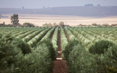 Life Resilience: prevención de la Xylella fastidiosa en explotaciones de alta densidad de olivar y almendro