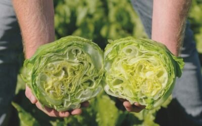 Las variedades de lechuga de Bejo resistentes a la nueva raza de Bremia