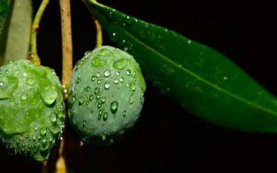 El COI prepara un catálogo mundial de variedades comerciales de olivo