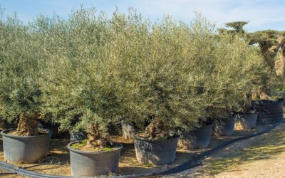 Autentificar las variedades comerciales de olivo: puesta en marcha del primer catálogo mundial