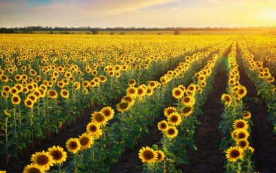 Primeras estimaciones de la cosecha de girasol en Andalucía