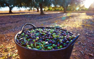 Las primeras estimaciones de la próxima cosecha de aceite de oliva, prevén un descenso del 25%