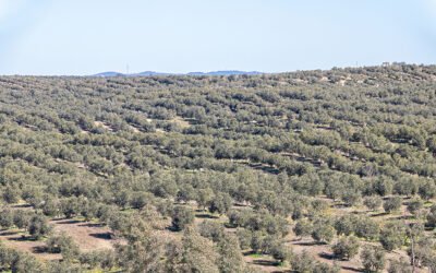 Huelva se adhiere a la Asociación Española de Municipios del Olivo (AEMO)