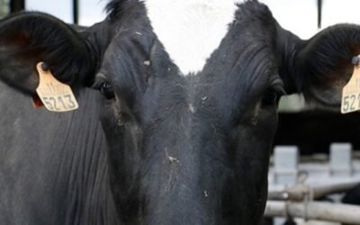 Las OPAs denuncian “injerencias” para “reventar” el estudio de la cadena de valor de la leche