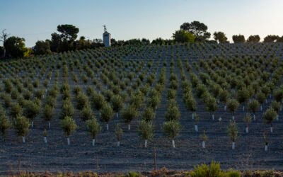 Simplificación del trámite para los nuevos olivareros al seguro agrario, a partir del Plan 2021