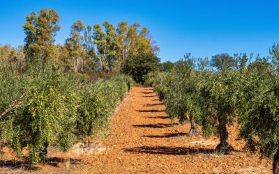 Extremadura abona casi 7 millones de euros a 3.387 solicitantes de la ayuda a la producción integrada del olivar