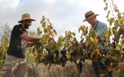 LA FEV incorpora a Spanish Organic Wines, con 34 bodegas de vino ecológico