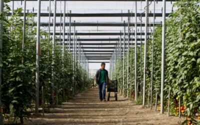 La interprofesional Hortiespaña pide una mayor defensa de los intereses del sector hortofrutícola ante la UE