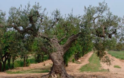 ?Investigadores del Instituto de Investigación y Tecnología Agroalimentarias han identificado 13 #nuevas #variedades locales de #olivo en Lleida.
https://www.mercacei.com/noticia/54733/actualidad/identifican-13-nuevas-variedades-locales-de-olivo-en-lleida.html