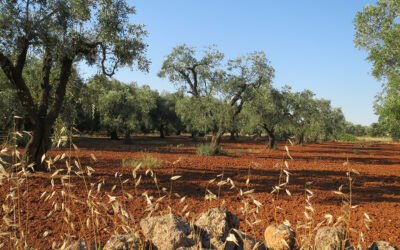 En mayo, el 49% de las existencias de aceite de oliva italiano se encuentra disponible en las regiones de Puglia y Calabria