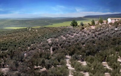 El oleoturismo como herramienta para hacer más sostenible el olivar en las comarcas de Jaén