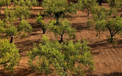 Nuevo proyecto sobre agricultura de precisión en olivar y almendro de secano