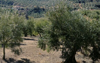 Planas propondrá un programa específico para el olivar tradicional en la nueva PAC