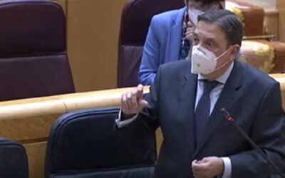 Planas prevé récord de consumo interno y de exportación de aceite de oliva en 2020/21