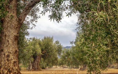 El valor de la producción del olivar aragonés se incrementa un 19,6% durante 2020