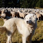 ¡Qué viene el lobo!