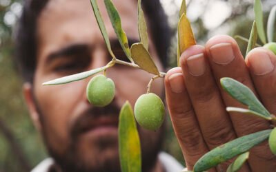 La renta agraria de Andalucía sube casi un 2% en 2020 hasta superar los 9.350 millones de euros