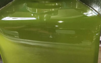 Las salidas de aceite de oliva en mayo confirman el buen ritmo de comercialización de la campaña