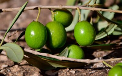 Bruselas prevé un stock final de campaña para España de 351.200 t. de aceite de oliva