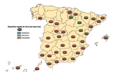 En Andalucía está el 76% de la superficie regada de olivar