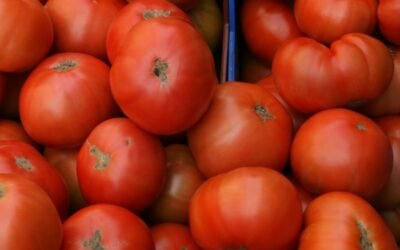 Tomate: FruitVegetablesEUROPE pide a la CE que vigile el incumplimiento del acuerdo con Marruecos
