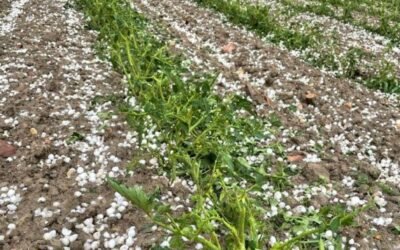 Las indemnizaciones al agro por las tormentas de pedrisco de las dos últimas semanas superan los 30 M€