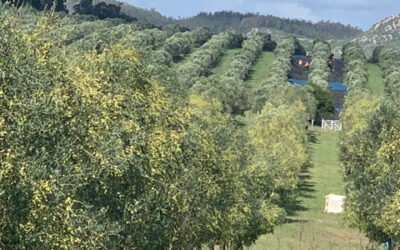 Uruguay prevé obtener una de las producciones de aceite de oliva más elevadas de su historia