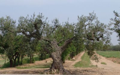 Trece nuevas variedades de oliva se incorporan al Banco de germoplasma catalán
