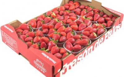 Fresón de Palos cierra la campaña superando los 74,4 millones de kilos