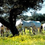 Comienza el pago de 3,4M€ en subvenciones a viticultores y ganaderos de equino afectados por la Covid-19