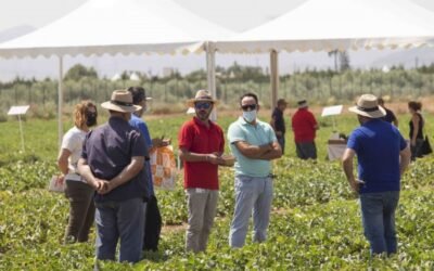 Basf presenta en Cartagena sus nuevas variedades de melón y sandía