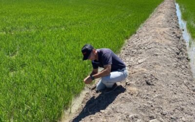Brandt desarrolla una tecnología que disminuye el impacto de la salinidad sobre el cultivo del arroz