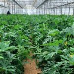 Proyecto de la Diputación para mejorar la competitividad de las explotaciones agrarias de la provincia de Cádiz