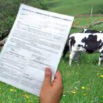 Exigen revisar todos los contratos de compra-venta de leche entre ganaderos e industria para ajustarlos a los costes reales