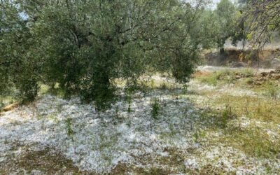 Los siniestros en el campo afectaron ya a 930.611 ha aseguradas con previsión de más de 390 M€ de indemnizaciones