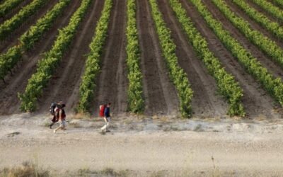 Reparto territorial de 126,1 M€ para reestructuración e inversiones del PASVE vitivinícola